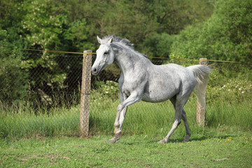 Obraz na płótnie Canvas White English Thoroughbred horse in paddock