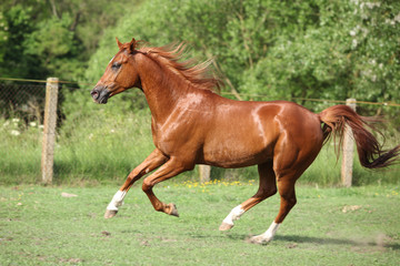 Nice chestnut arabian horse running in paddock