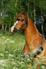 Portrait of chestnut arabian stallion with perfect harness