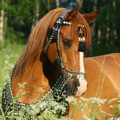 Portrait of chestnut arabian horse with perfect harness