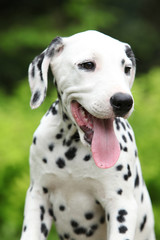 Gorgeous dalmatian puppy in the garden