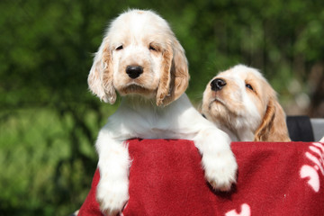 Gorgeous English Cocker Spaniel puppies