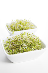 Organic Broccoli Sprout