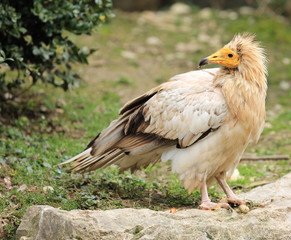 vautour d'égypte sur son aire