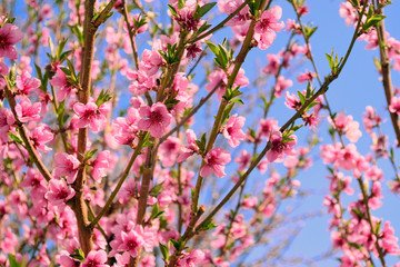 peach blooming