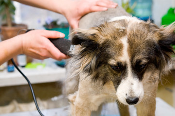 Grooming dog