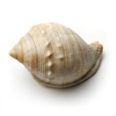 seashell nassarius isolated on white