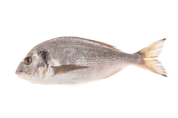 Dorado fish isolated on white background