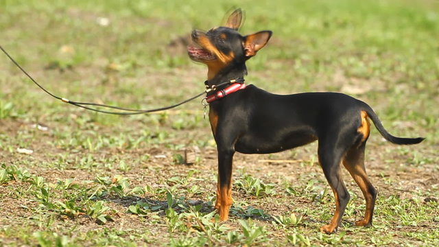 Prague Ratter(Prazsky krysarik)