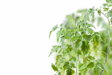 Tomato plant on white background