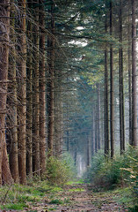 Path in a forest with Oregon pines