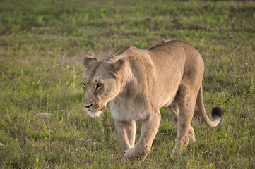 Fototapeta na wymiar Löwe auf Jagd