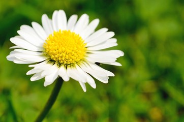 Obraz premium Macro shot of beautiful white daisy in grass.