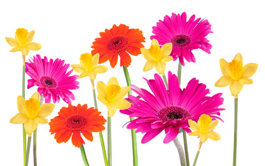 Abstract spring flower background with gerbera 