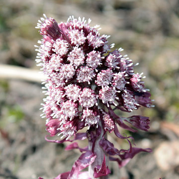 Common Butterbur