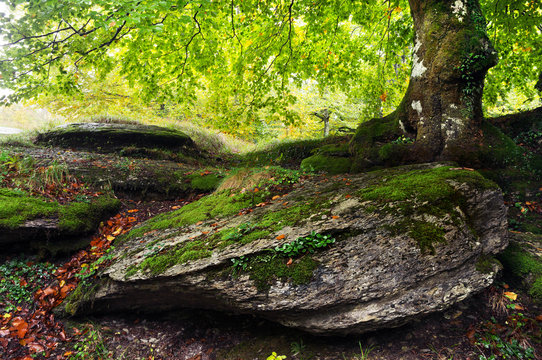tree in spring with big rock with moss