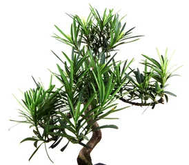 Rolgordijnen Bonsai bonsai