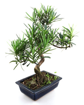 bonsai