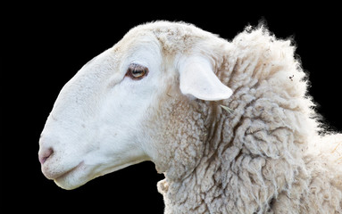 Fototapeta premium Sheep head