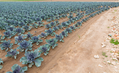 Red cabbage plantation