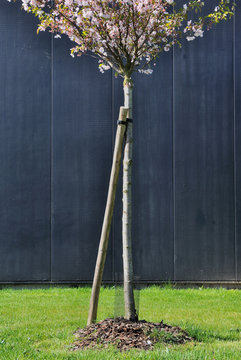 cerisier urbain en fleurs