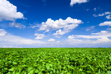 Soybean field