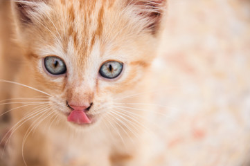 Portrait of licking kitten.