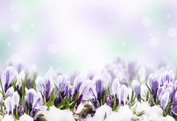 Fototapeta premium Crocus flowers