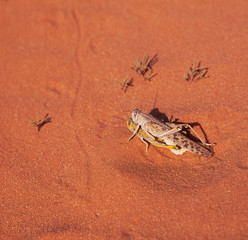 Mating locusts in the red desert