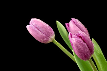 Mokre tulipany