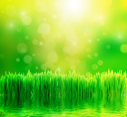 Obraz premium Green nature background with fresh grass and water