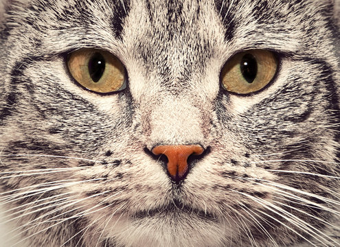 Cat face close up portrait