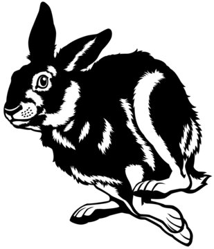 running hare black white