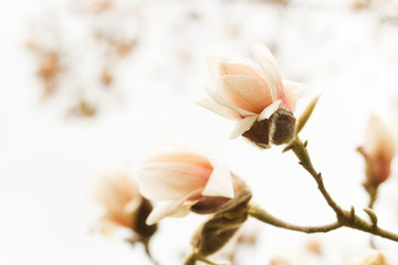 Blossoming magnolia - obrazy, fototapety, plakaty