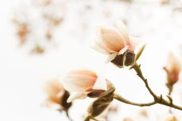 Foto op Plexiglas Blossoming magnolia © srekap