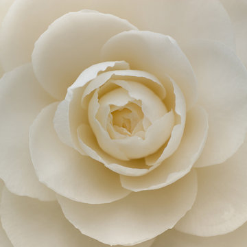 Closeup of a white camellia flower