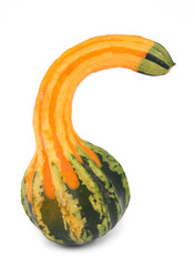 decorative squash