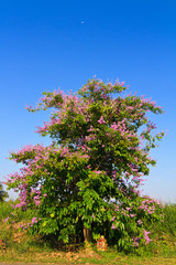 Lagerstroemia floribunda, Cananga flower