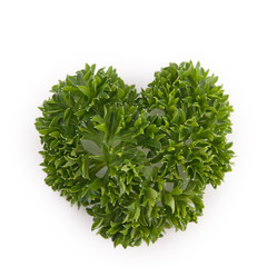 Fototapeta na wymiar isolated parsley leaf