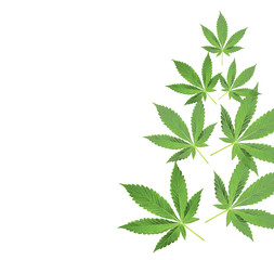 Cannabis - obrazy, fototapety, plakaty