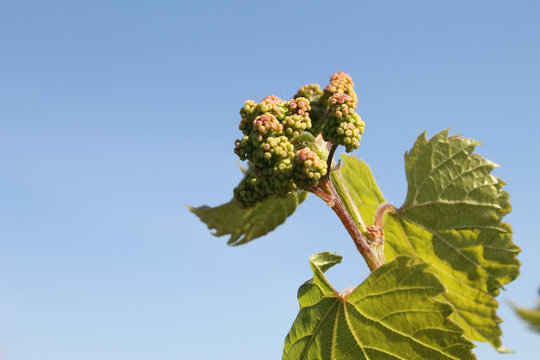 jeune grappe de raisin au printemps