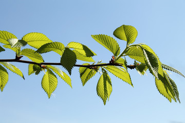 feuilles d'arbre au printemps