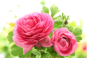 Pink Persian Buttercup Flower
