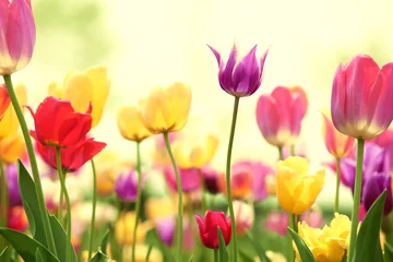 Poster de jardin Tulipe Tulipes fraîches en plein soleil