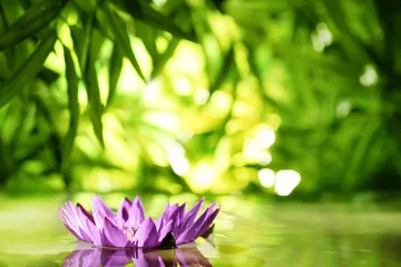Foto auf Acrylglas Wasserlilien Lotusblume schwimmt auf dem Wasser