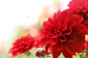 Fensteraufkleber rote Dahlienblüte © Li Ding