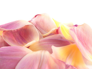Isolated pink tulip petals on white background