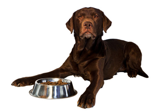 Labrador Retriever liegend mit Futternapf