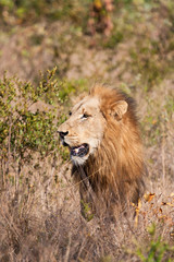Male lion walk in brown grass