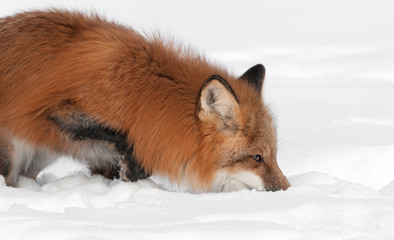 Red Fox (Vulpes vulpes) Nose to Snow